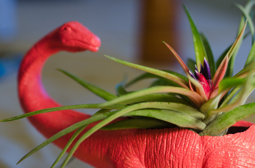 Airplant + Dinosaur planter