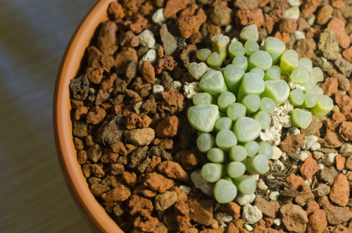 fenestraria aurantiaca 