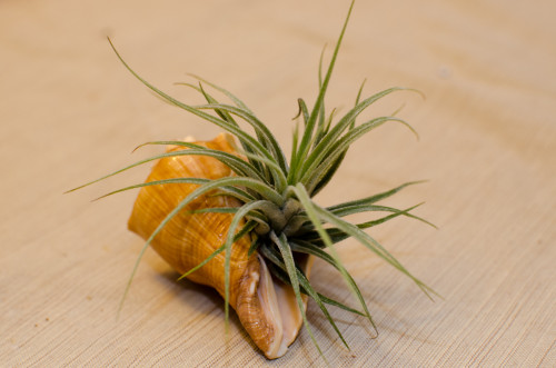 airplant in shell