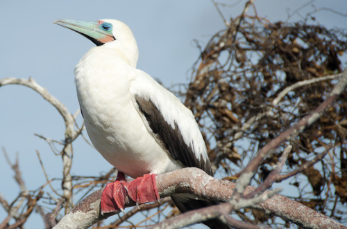 Red Footed Booby