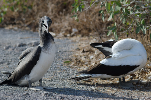 Nazca Booby & Chick