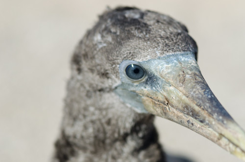 Nazca Chick