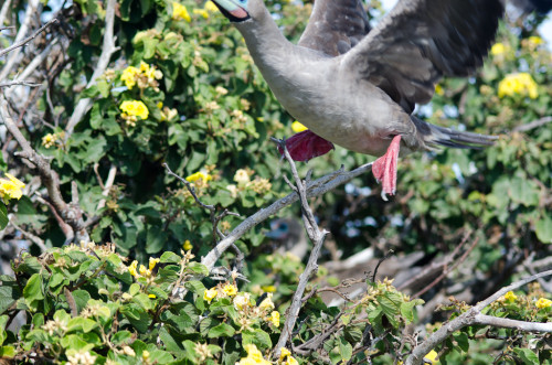 Headless redfooted booby