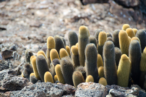 Lava Cacti