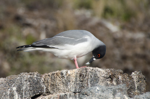 Lava Gull