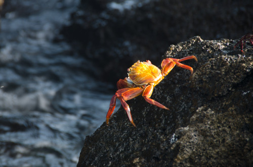 Sally Lightfoot crab