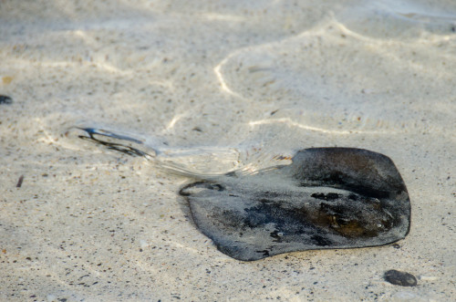 Stingray!