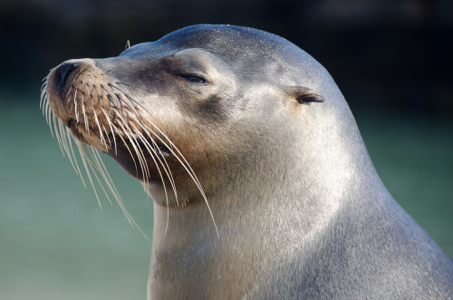 Sea lion