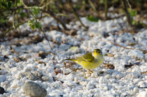 Darwin's finch