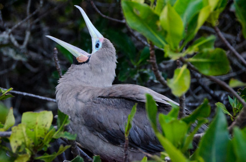 Red Footed Booby