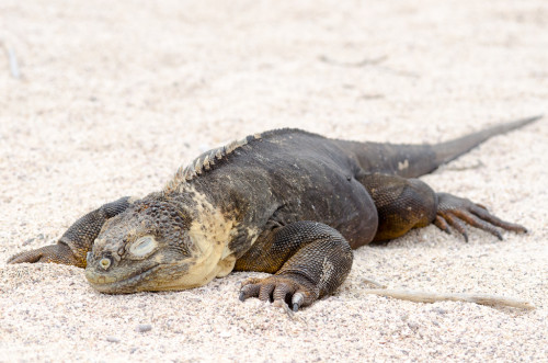 Hiding iguana