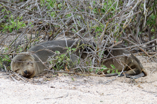 Sea lion naps