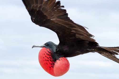 Flying frigate