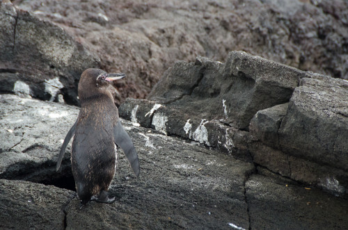 Galapagos penguin!