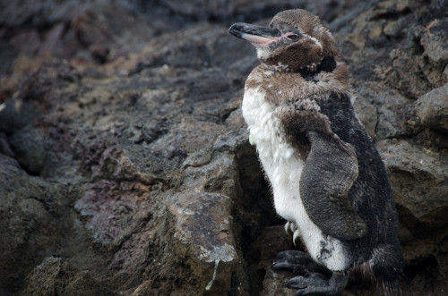 Molting Galapagos penguin