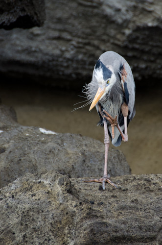 Grumpy looking heron