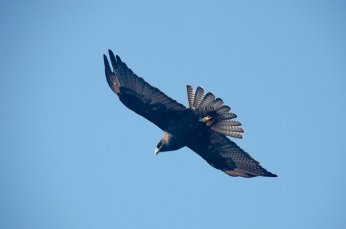 Galapagos Hawk