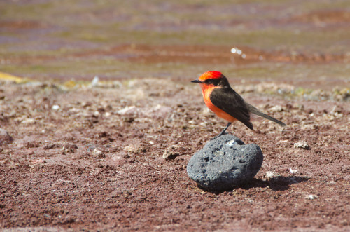 Vermillion Fly Catcher