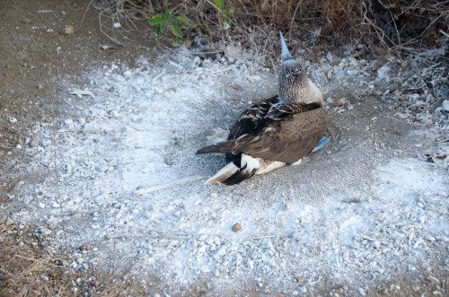 Blue footed Booby