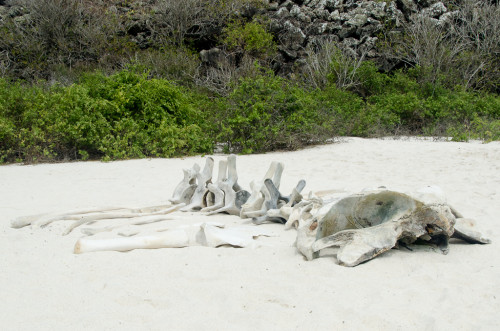 Whale Skeleton