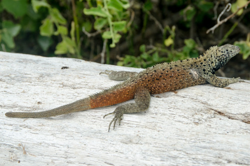 Lizard!