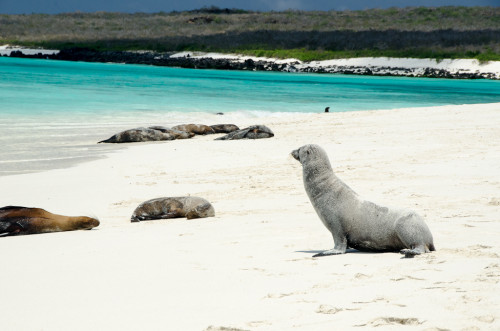 Sandy Sea Lion