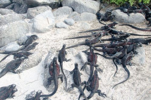 Marine Iguanas everywhere!