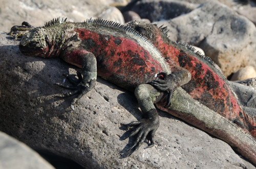 Cuddling Iguanas