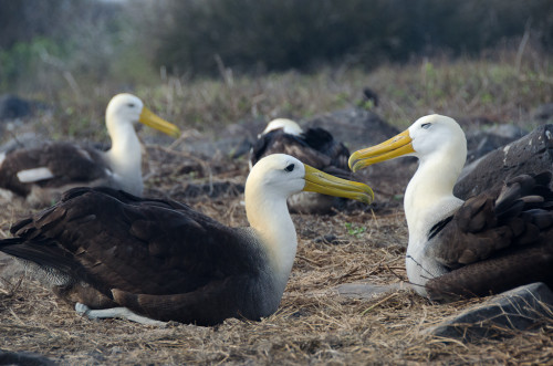 Albatross