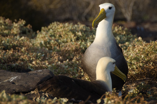 More albatross?