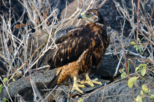 Galapagos Hawk