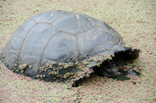 Tortoise in lake