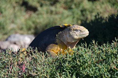 Land iguana