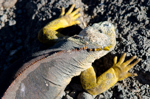 Land Iguana Spikes