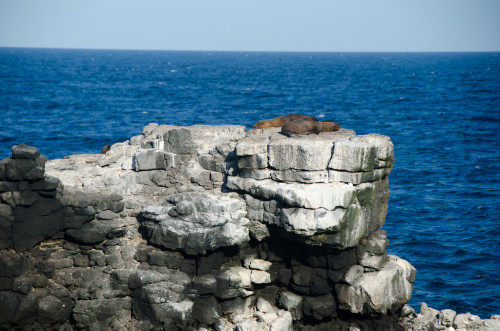 Sea lions. How do they get up there. 