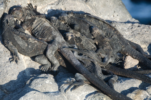 Baby marine iguanas